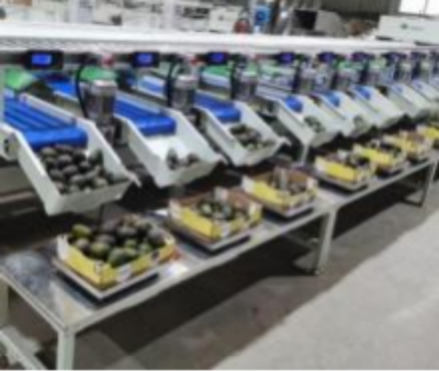 Avocado Processing Machine Avocado Processing Machine