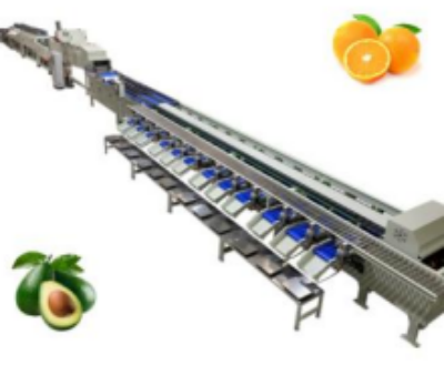 Avocado Grading Machine Avocado Grading Machine