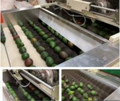 Avocado Sorting Line Avocado Sorting Line